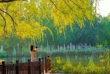 免费足球比分API-免费足球比分API，开启足球数据应用的便捷之门
