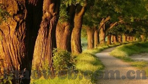 足球比分时时网-足球比分时时网，球迷的实时信息宝库与观赛新体验